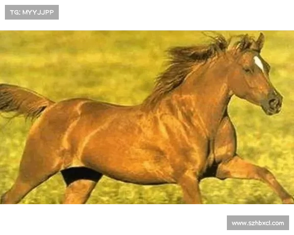 马的脚趾结构独特性分析及其对马匹生理和运动的影响 马的脚趾结构独特性分析及其对马匹生理和运动的影响